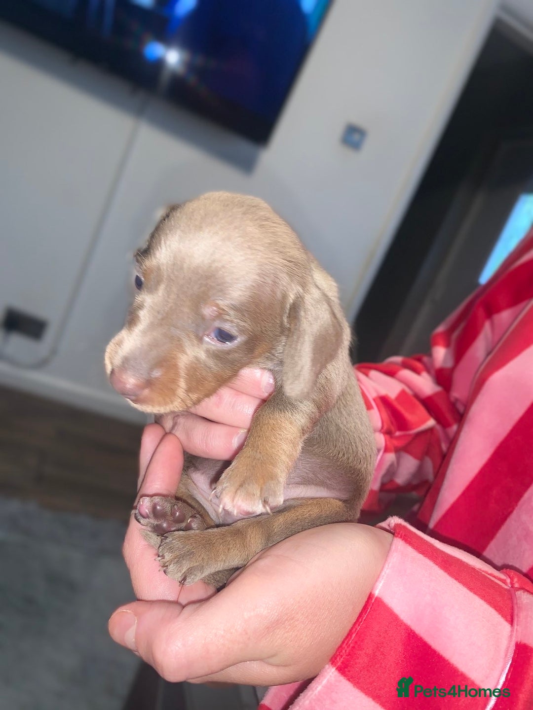 Miniature Dachshund dogs for sale: Kc miniature daschunds - Image 15