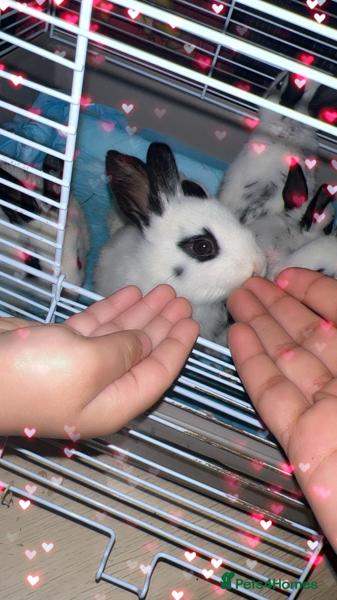 English Spot rabbits for sale: 🐰Beautiful Rabbits Available to Loving Homes🐰 - Advert 4