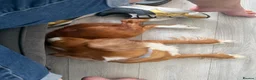Cocker Spaniel dogs for sale: 2 year old cocker spaniel  - Advert 4