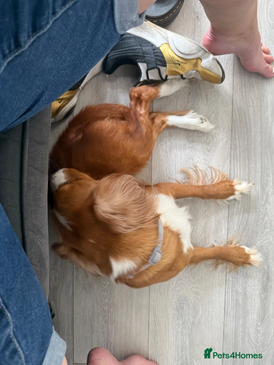 Cocker Spaniel dogs for sale: 2 year old cocker spaniel  - Advert 4