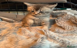 Mixed Breed cats for sale: Maine coon x Scottish fold kittens - Image 17