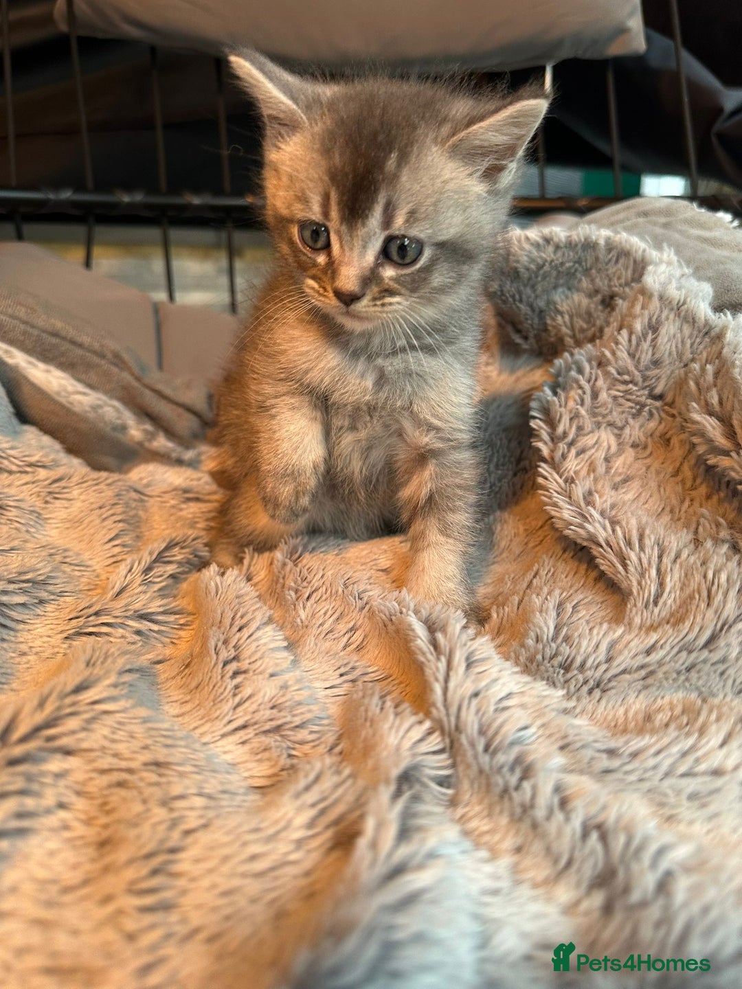 Mixed Breed cats for sale: Maine coon x Scottish fold kittens - Image 17