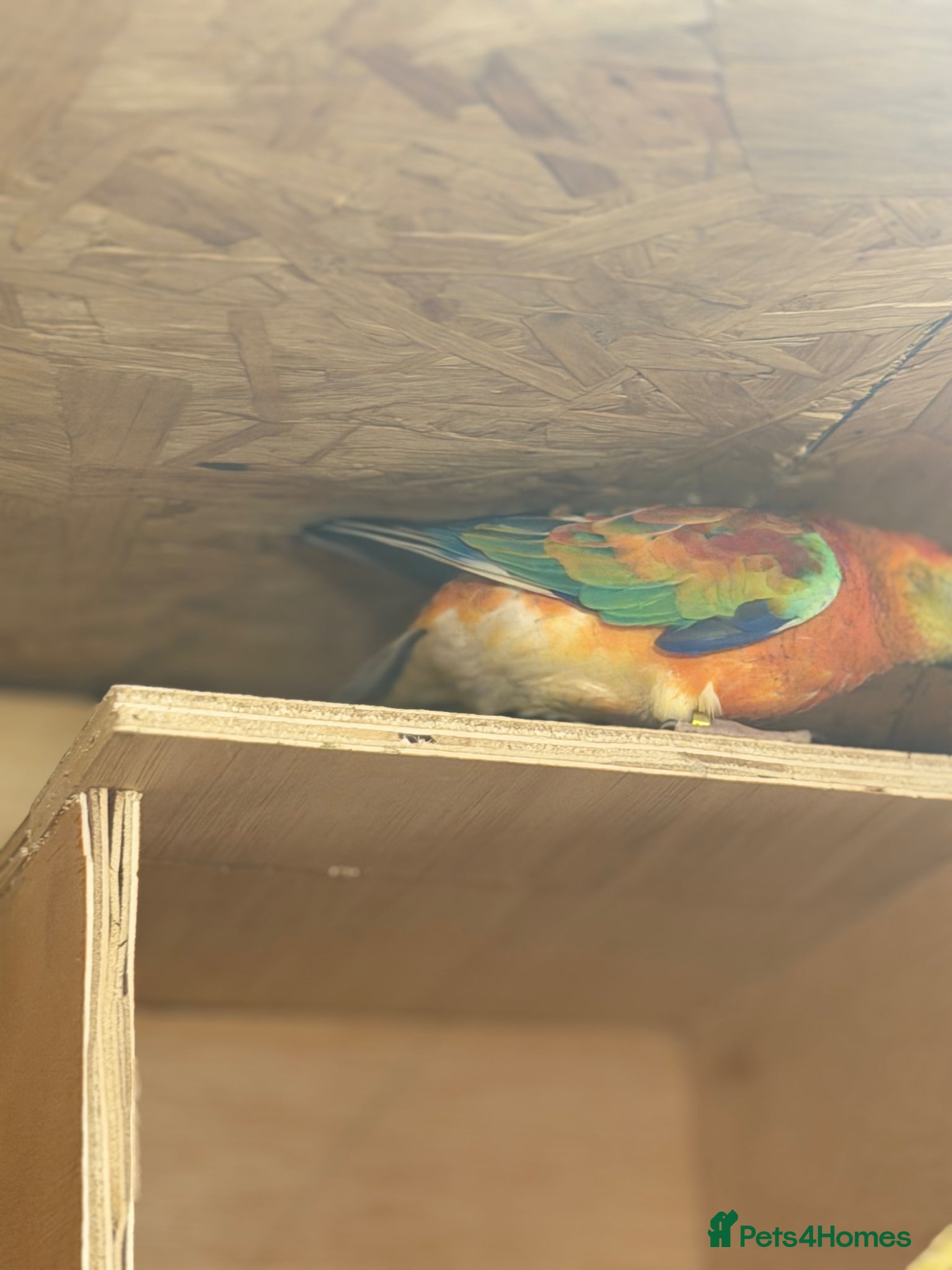 Parrots birds for sale: 2 pairs of redrumps for sale  in Wellingborough - Advert 6