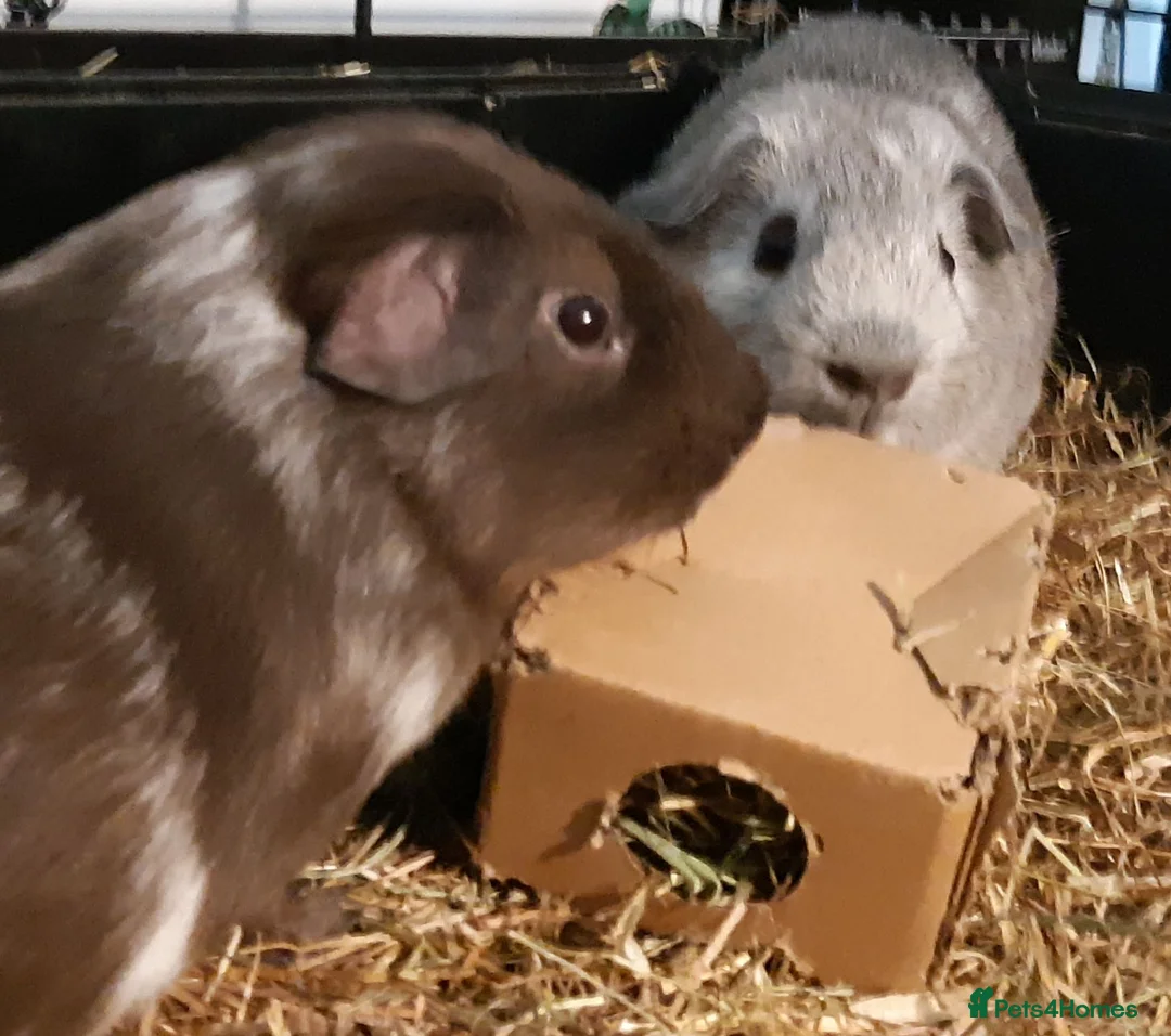Guinea Pig rodents for sale: Baby guinea pig pairs - Advert 5