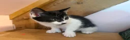 Mixed Breed cats for sale: Stunning polydactyl kittens - Advert 24