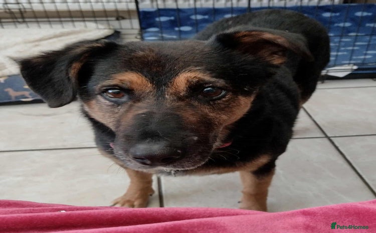 Mixed Breed dogs - Advert 16