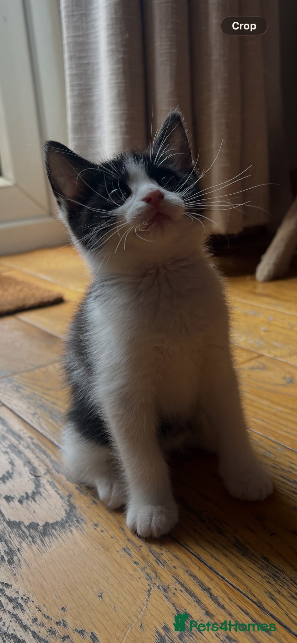 Mixed Breed cats 2 little girls available black and black/white - Advert 16