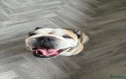 English Bulldog dogs for stud: Proven KC reg English Bulldog for Stud - Image 1