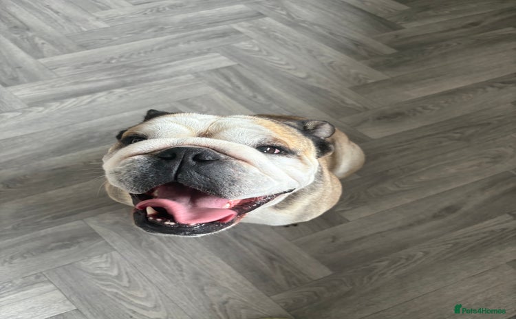 English Bulldog dogs - Advert 3