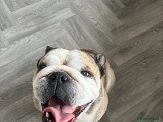 English Bulldog dogs - Advert 29