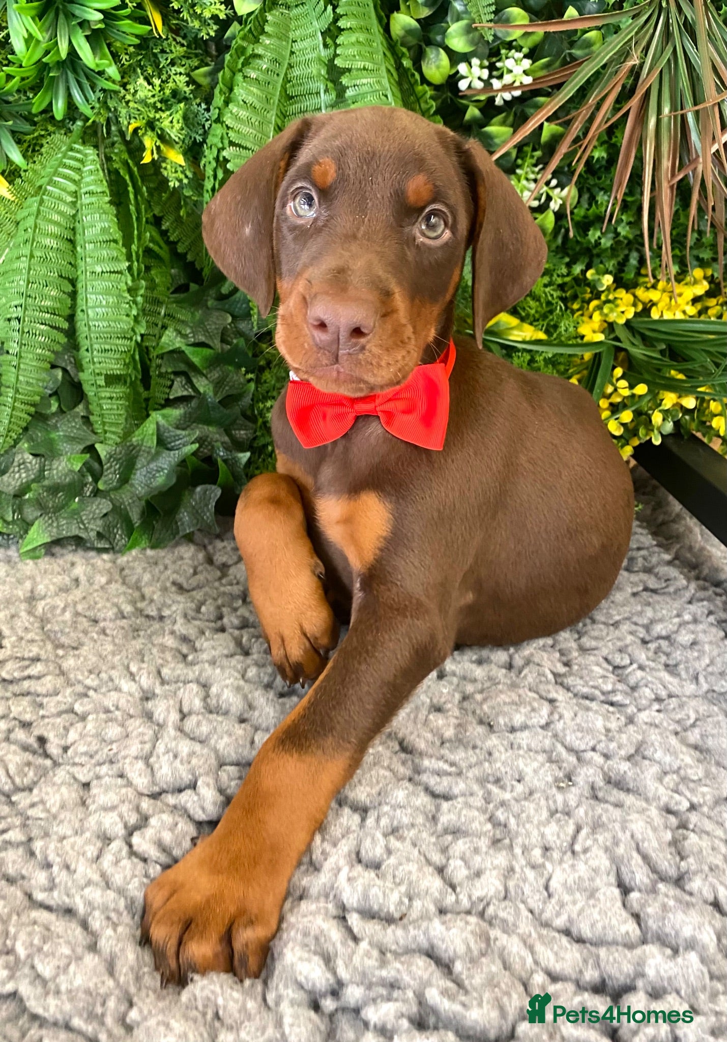 Dobermann dogs KC REG HEALTH TESTED EUROPEAN DOBERMAN PUPPIES - Advert 18