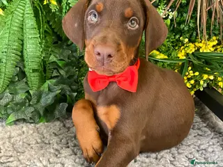 Dobermann dogs KC REG HEALTH TESTED EUROPEAN DOBERMAN PUPPIES - Advert 18