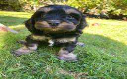 Cockapoo dogs for sale: F1 Cockapoo little girl,ready now. - Image 1