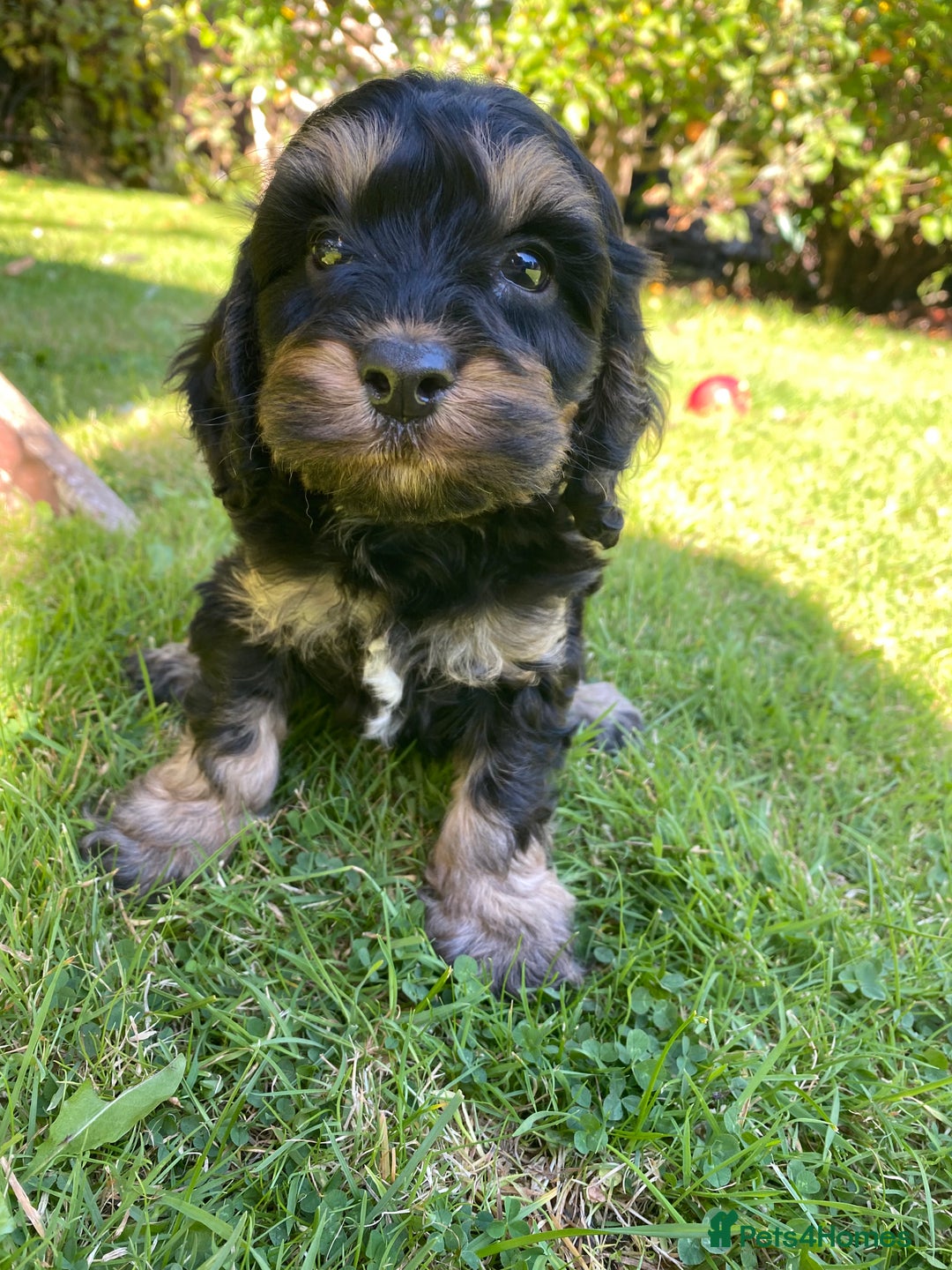 Cockapoo dogs for sale: F1 Cockapoo little girl,ready now. - Image 1