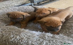Rhodesian Ridgeback dogs for sale: KC reg Rhodesian Ridgeback puppies - Image 28