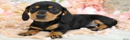 Miniature Dachshund dogs for sale: KC Miniature Dachshund Puppies - Advert 8