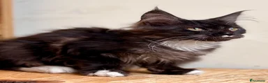 Maine Coon 4