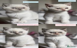 British Shorthair cats for sale: Colourpoint/tortie British shorthair kittens  - Advert 1