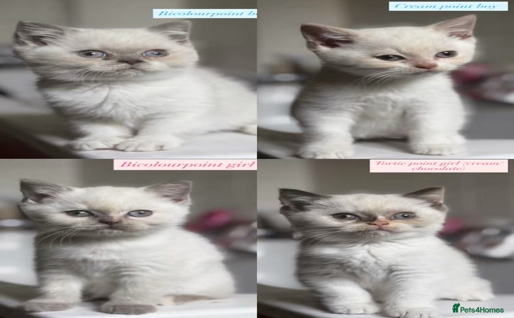 British Shorthair cats - Advert 5