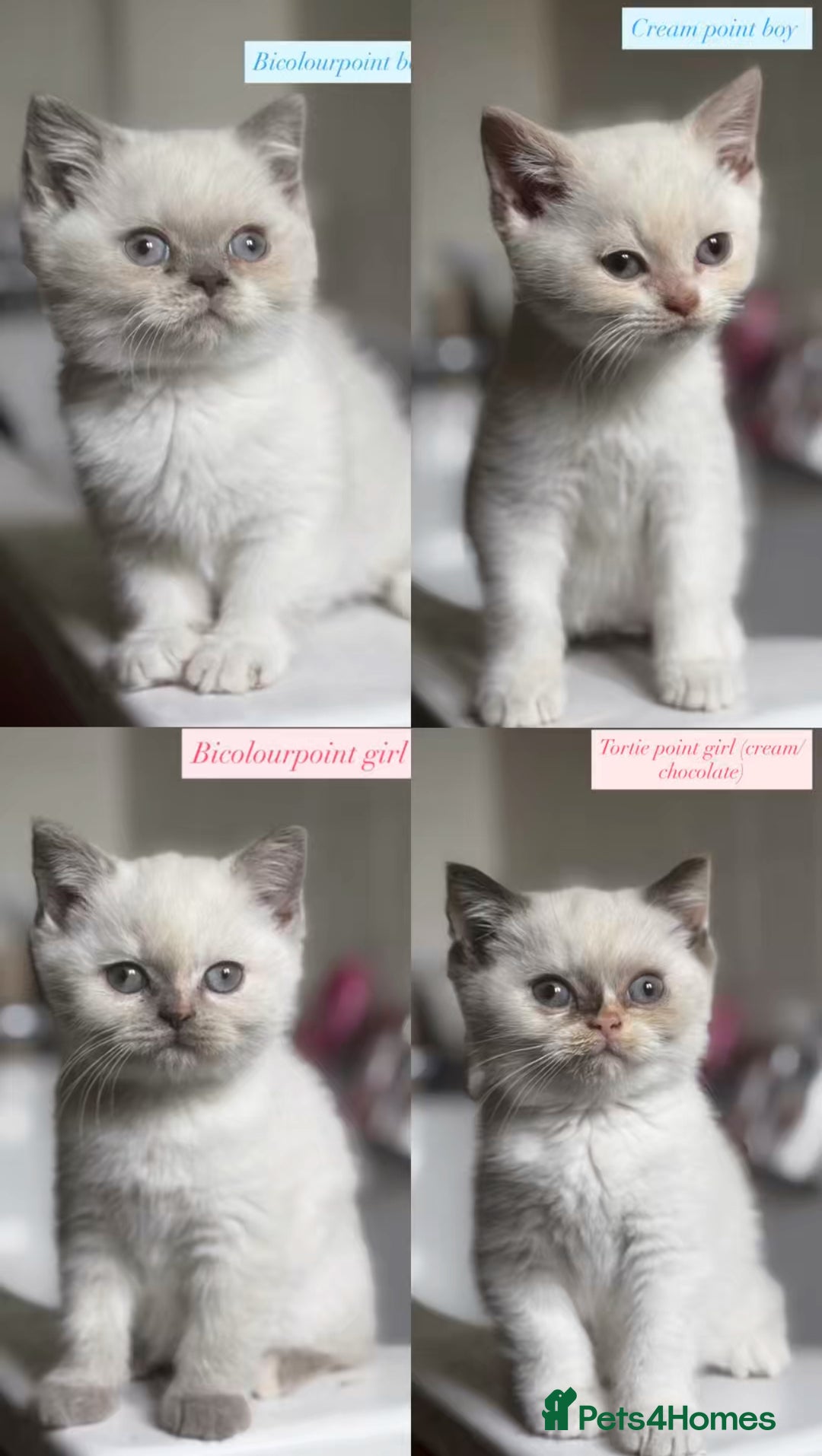 British Shorthair cats for sale: Colourpoint/tortie British shorthair kittens  - Advert 1