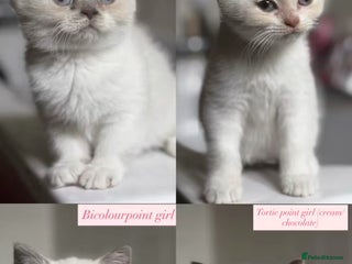 British Shorthair cats - Advert 30