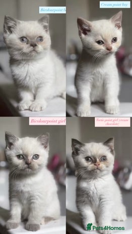 British Shorthair cats - Advert 5