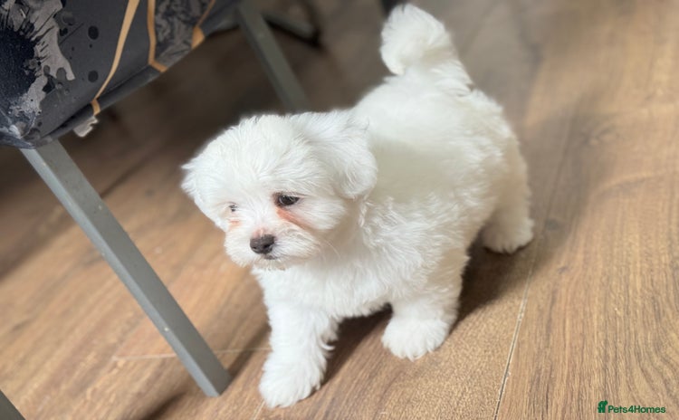 Maltese dogs - Advert 3