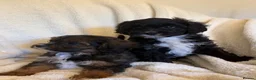 Cavapoo dogs for sale: Gorgeous F1 Cavapoo Boy Available Now - Advert 19