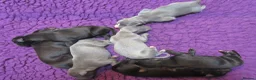 Whippet dogs for sale: Celticmoon RKC Whippet Puppies - Advert 4