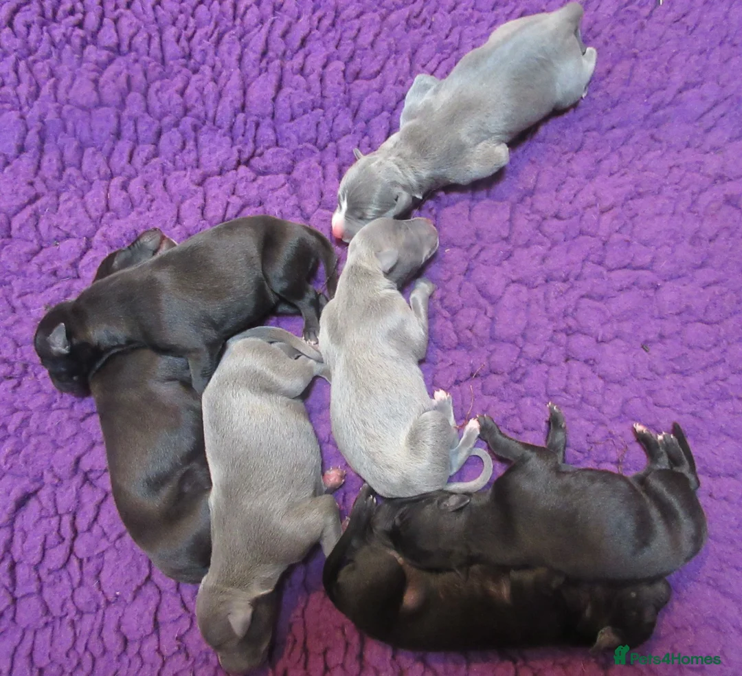 Whippet dogs for sale: Celticmoon RKC Whippet Puppies - Advert 4