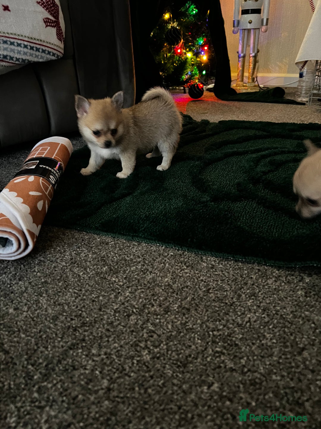 Pomchi dogs for sale: Pomchil  - Advert 7