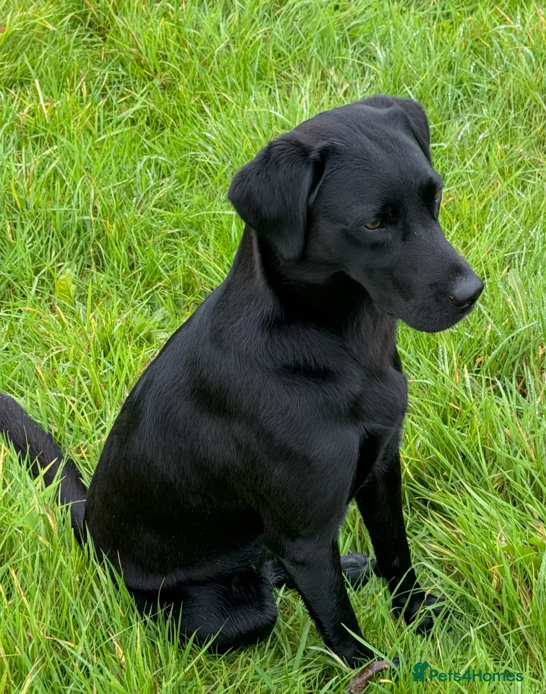 Labrador Retriever dogs for sale: KC Registered Black Labrador Puppies - Advert 1
