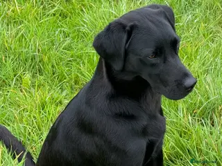 Labrador Retriever dogs KC Registered Black Labrador Puppies - Advert 4