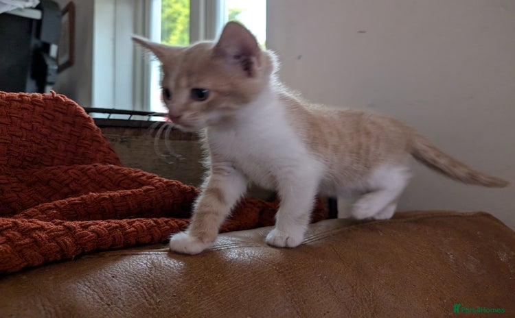 Mixed Breed cats - Advert 2