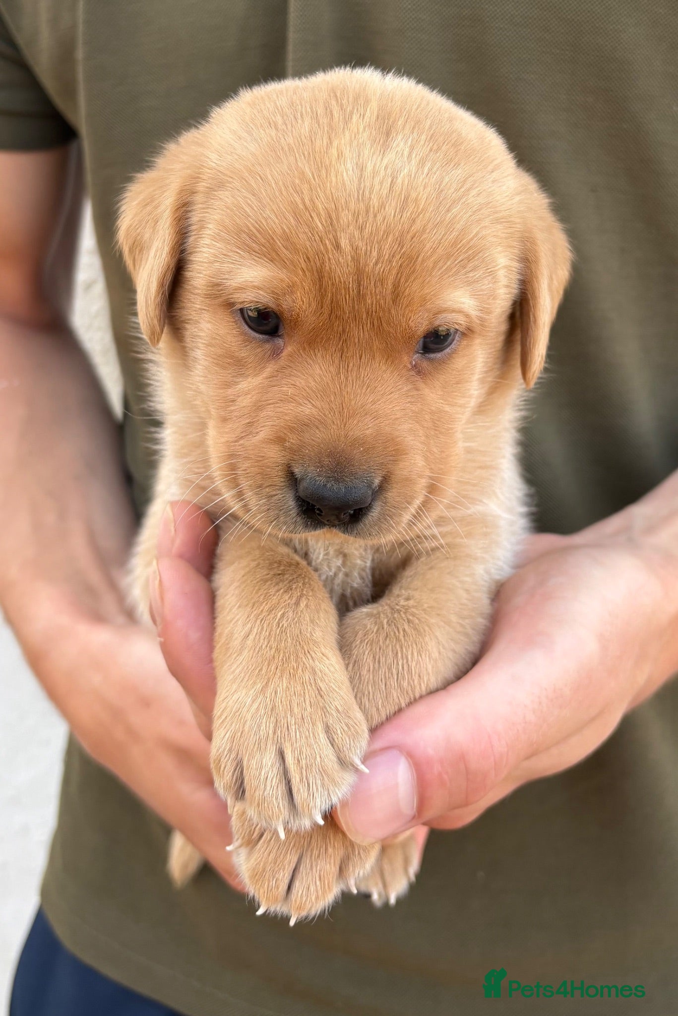 Labrador Retriever dogs Labrador puppies  - Advert 1