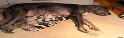 Great Dane dogs for sale: Great Danes puppies  in London - Advert 1