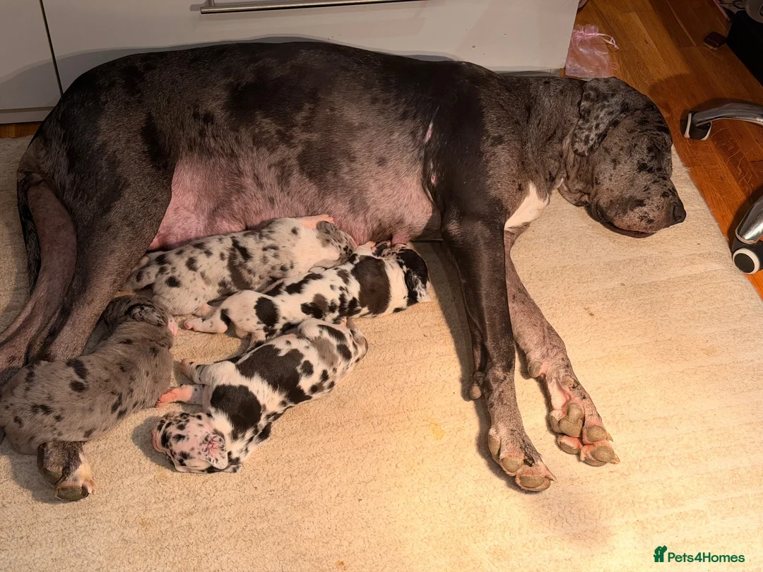 Great Dane dogs for sale: Great Danes puppies  in London - Advert 1
