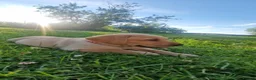 Labrador Retriever dogs for sale: Labrador puppies, from working stock.  - Advert 8