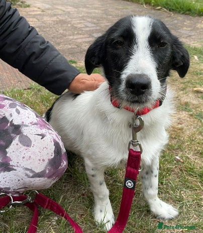 Beautiful & Gentle LALY - for a Loving Home