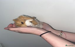 Guinea Pig rodents for sale: Stunning baby Guinea pigs 🤍 - Image 7