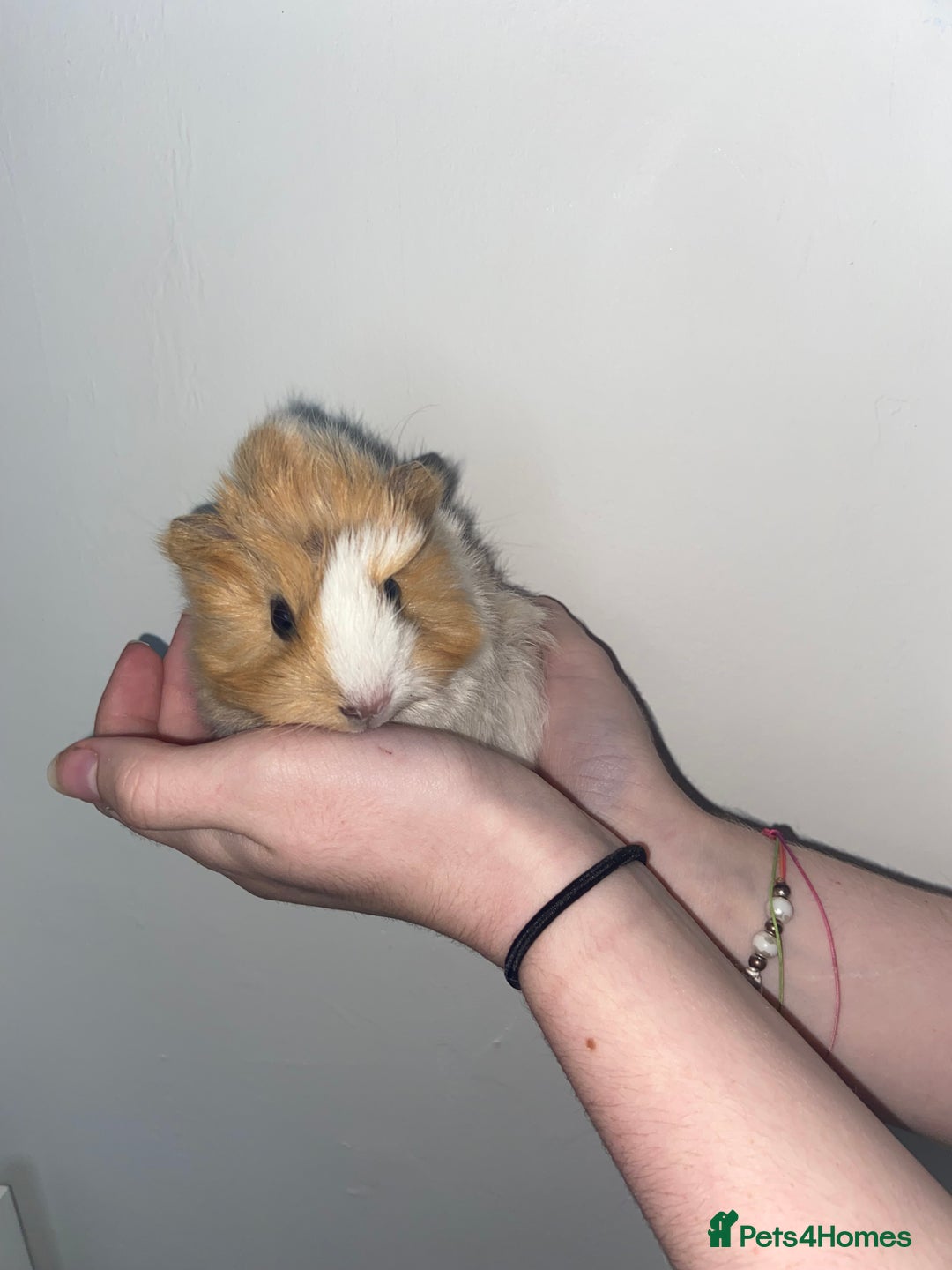 Guinea Pig rodents for sale: Stunning baby Guinea pigs 🤍 - Image 7
