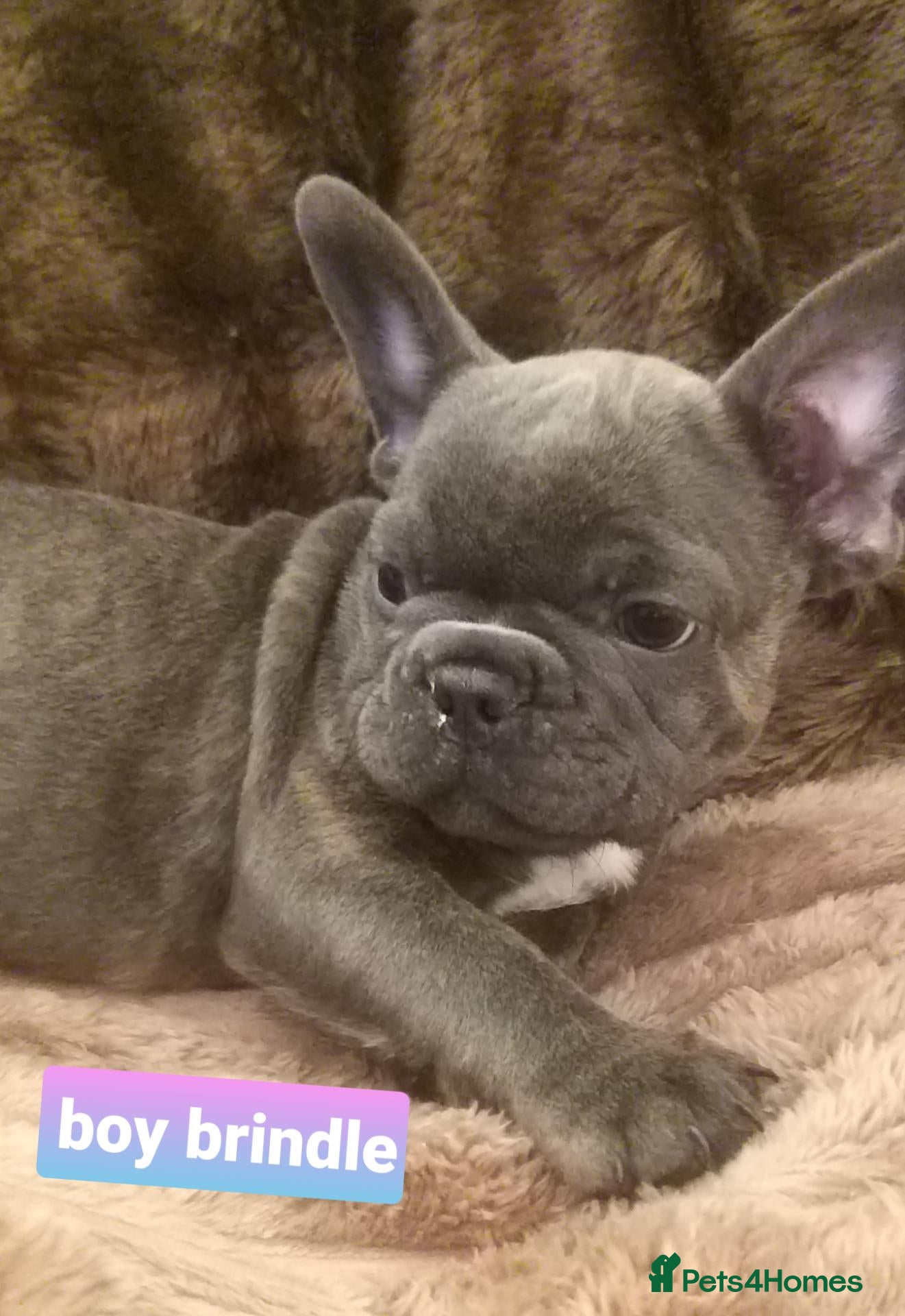 French Bulldog dogs Lilac/pink french bulldog puppies  - Advert 2