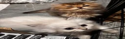 British Longhair cats for sale: British Longhair silver boy - Advert 21