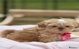 Shih Tzu dogs for sale: Stunning tiny imperial karashishi puppies - Image 2