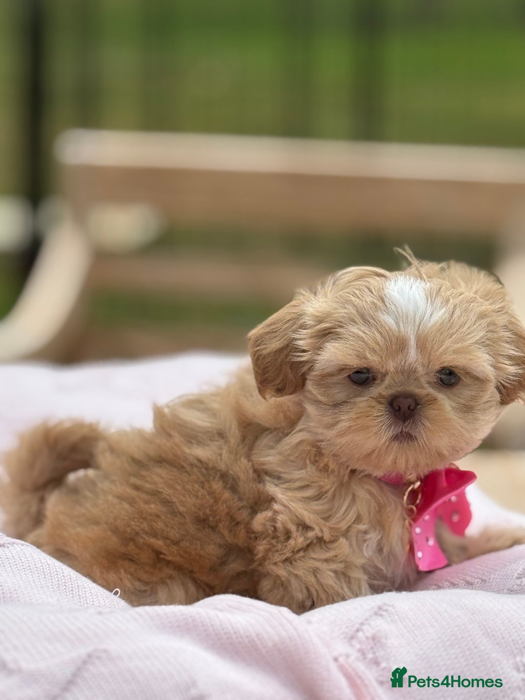 Shih Tzu dogs for sale: Stunning tiny imperial karashishi puppies - Image 2