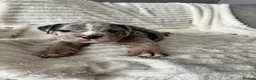 Old Tyme Bulldog dogs for sale: Only 1 beautiful pup left ( Bertie)  - Advert 23
