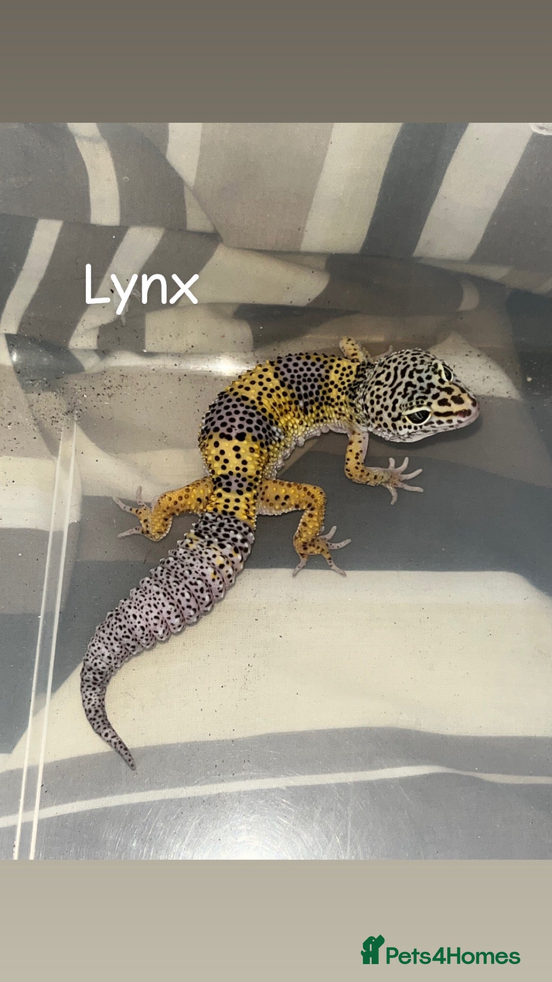 Gecko reptiles for sale: A range of leopard gecko and crested gecko babies - Advert 5
