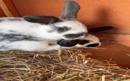 Mixed Breed rabbits for sale: 4 baby rabbits  - Image 2