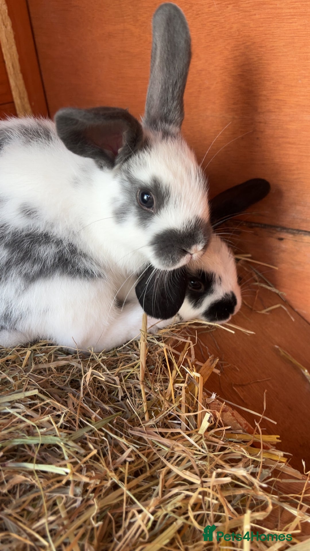 Mixed Breed rabbits for sale: 4 baby rabbits  - Image 2
