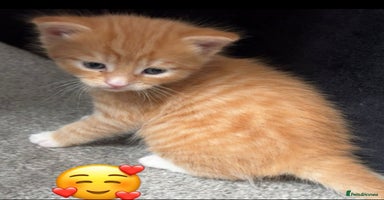 Mixed Breed cats - Advert 3